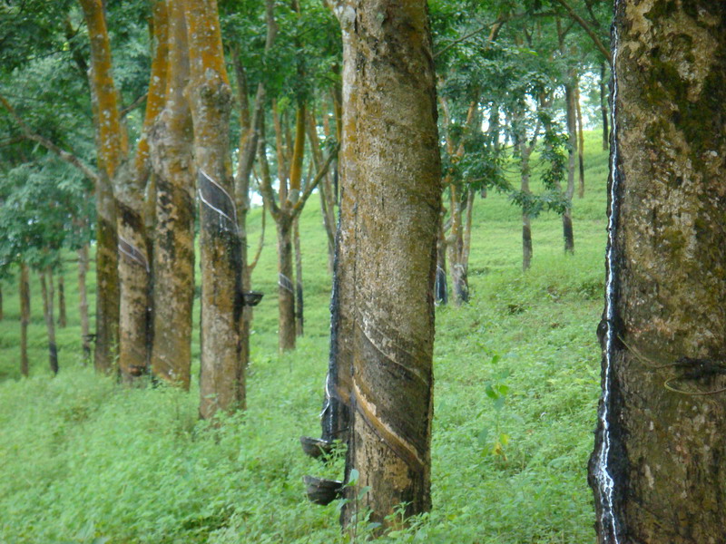 橡胶涨停的点数怎样确定?确定的依据是什么? 第1张 橡胶涨停的点数怎样确定?确定的依据是什么? 第1张
