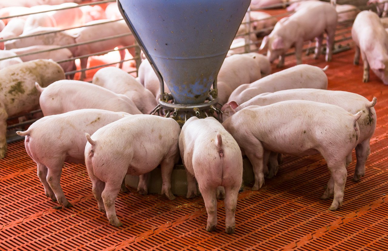 “摘星脱帽”在即！“福建猪王”退守南方，傲农生物重整后资产负债率大降  第1张