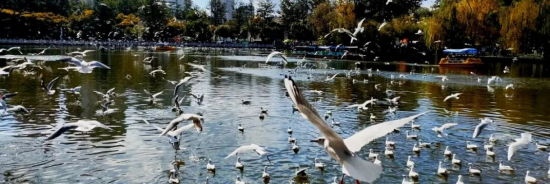 【申万宏源研究春节见闻】昆明：春城烟火漫江畔，茶咖飘香引客来  第2张